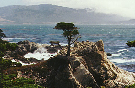 The Lone Cyprus Tree