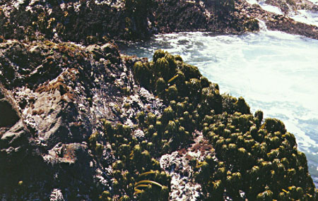 Camping near Russian Gulf State Park